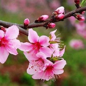 Meet your Posher, Khanhly